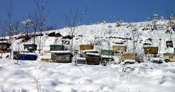 cold beehives